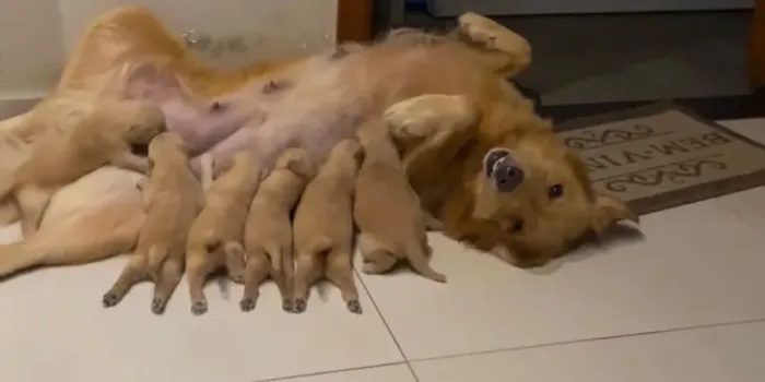 Adoção filhotes Golden Retriever