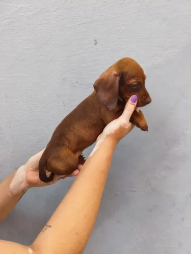 Dachshund: Um Companheiro Especial para Fazer Parte da Sua Família