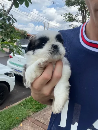 Shitzu Fêmea Tricolor