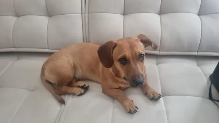 Cachorro Salsicha