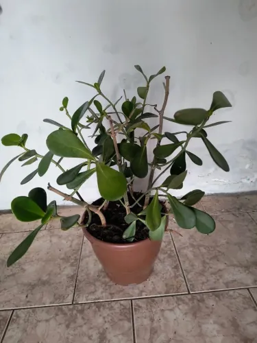 Lindo vaso de planta. Retirar no bairro Cajuru.