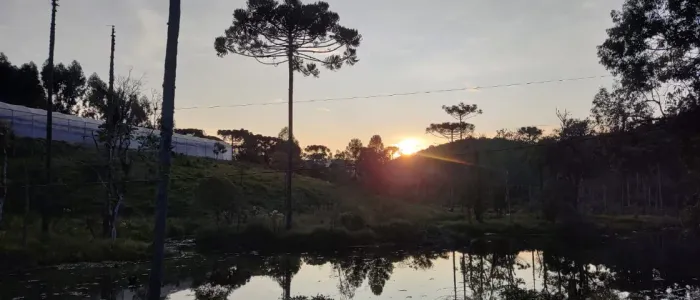 Propriedade Rural Produtiva com Uva, Energia Solar e 2 Casas - 11 Hectares Próx. ao Centro
