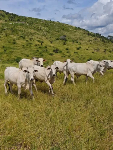 Maravilhosa fazenda na regiào rural do município de Ipecaetá Bahia