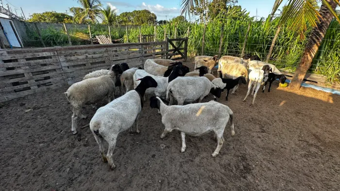 Vendo ovelhas dorper
