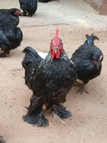 MINI GOCHIM