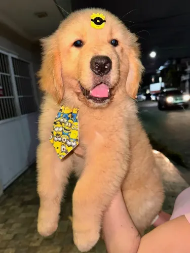 FILHOTE GOLDEN RETRIVER 