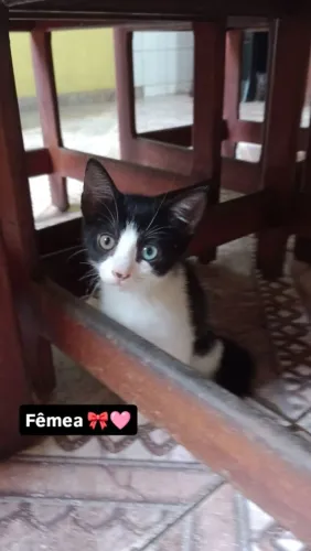 Adoção 