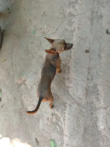 Pinscher fêmea