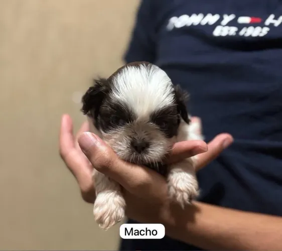 Filhote shitzu mini - Macho 45 dias 
