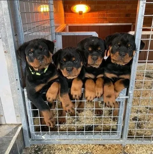 Rottweiler pronto para entrrga segura 