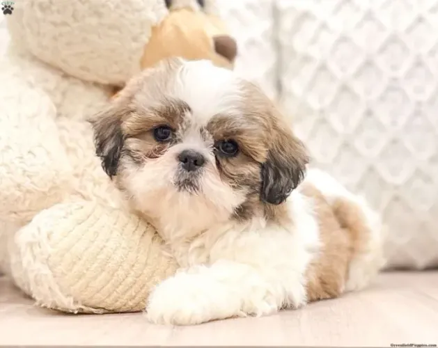 ?Filhotes de Lhasa Apso disponíveis ?