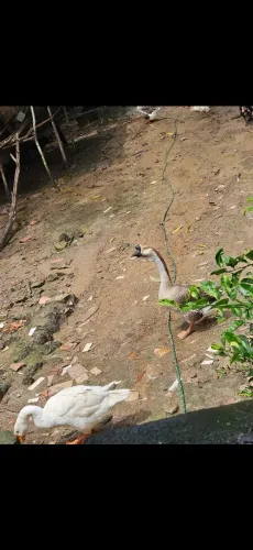 Gansos