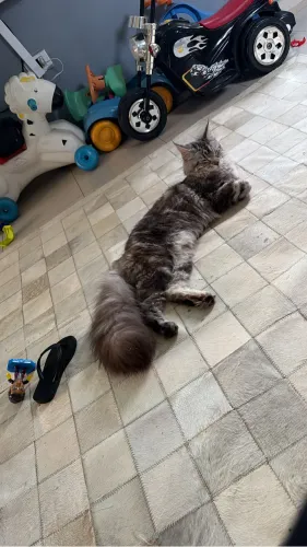 Gato Mainecoon