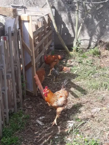 FRANGOS caipira gigante