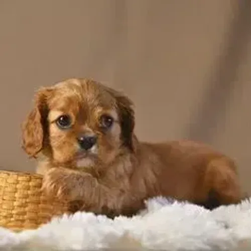 Cavalier King Charles Spaniel,Cavalier King Charles Spaniel Filhote Saudável Excelente Com