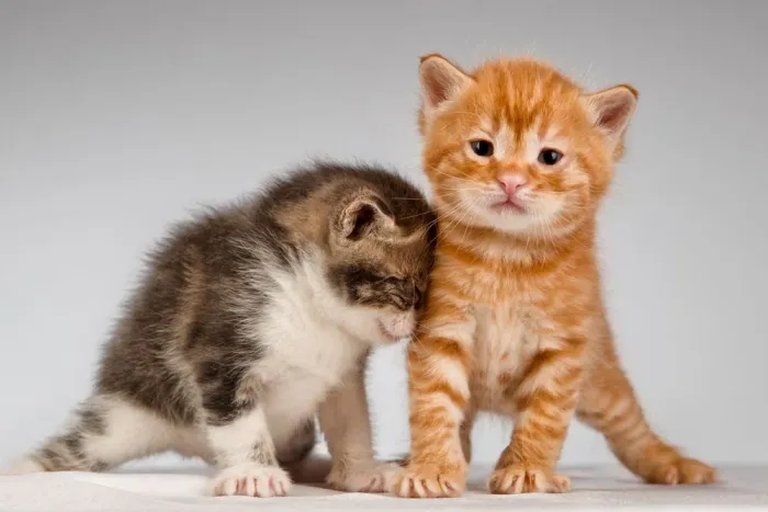 Adotar filhote de gato macho
