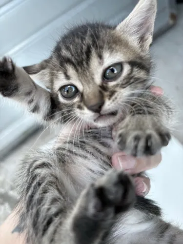 Gatos para adoção