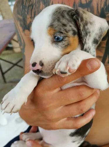Descubra um dachshund cheio de personalidade