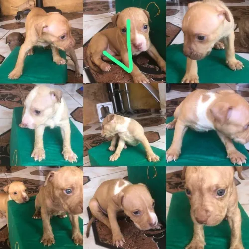 Cachorro de Pit Bull