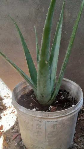 Babosa gigante