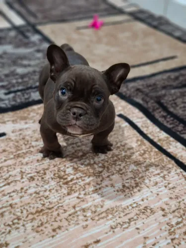 Filhote de American Bully micro