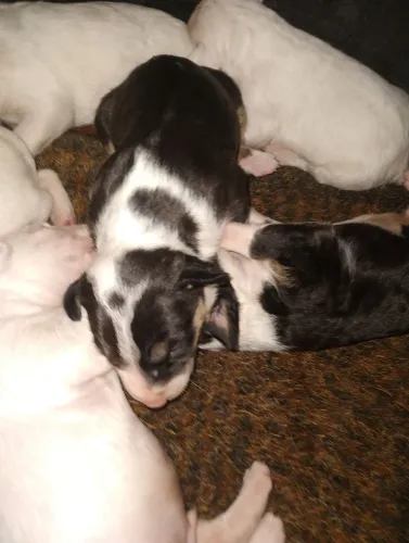 Lindos Filhotes de Bull Terrier !