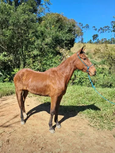 Égua mansa - Macia