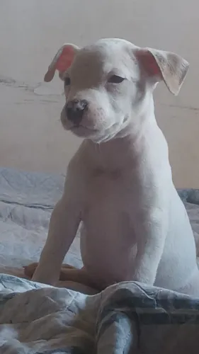 Filhotes de Pitbull
