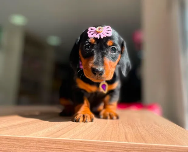 Dachshund salsicha