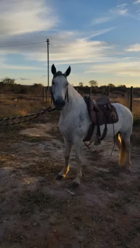 Cavalo multo bom