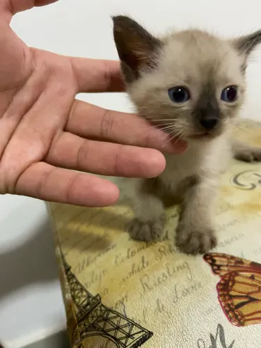 ADOÇÃO DE FILHOTE DE GATINHO
