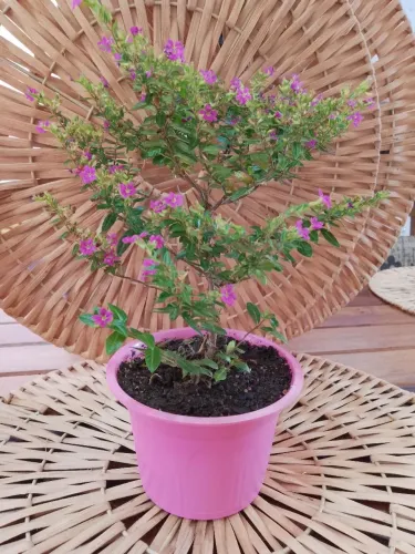 Vaso de Flor-de-São-Miguel ? Rosa Pink | Cuphea Hyssopifolia