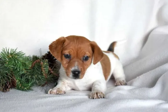 Jack Russell filhotes à venda - oportunidade