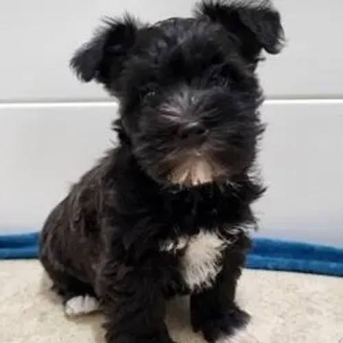 Schnauzer,Schnauzer Filhote Pronto Para Novo Lar