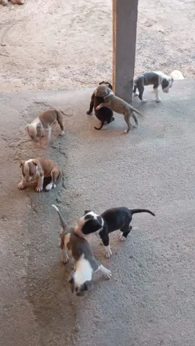 Vendo filhotes de Pitbull 
