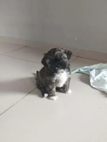 Pequeno Shitzu
