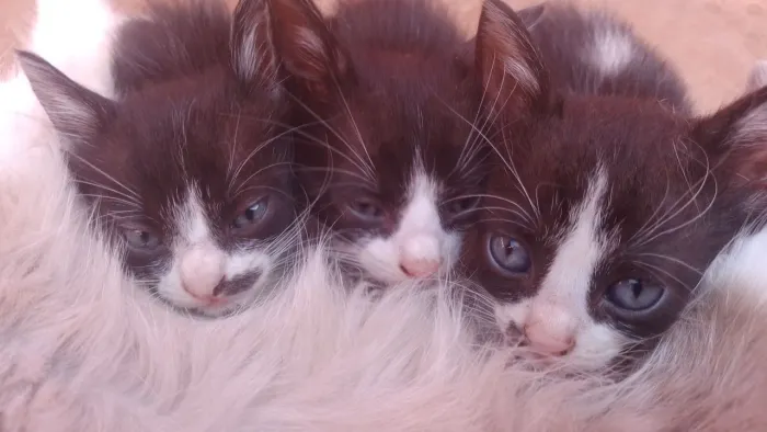 Lindos Filhotes de Gato