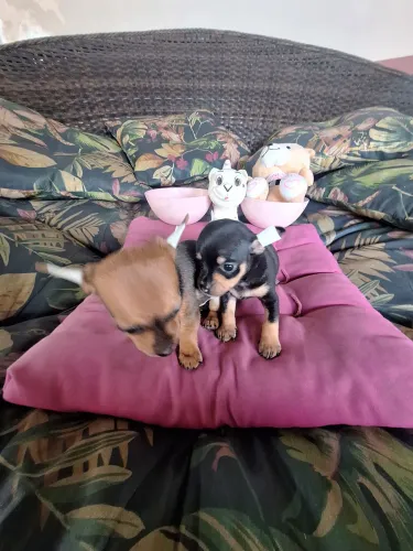 Duas miniaturas fêmeas 00 com garantia raridade de encontrar!