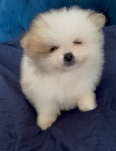 Spitz alemão Lulu da Pomerânia