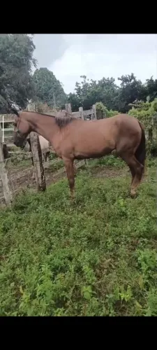 Égua de andamento boa de sela