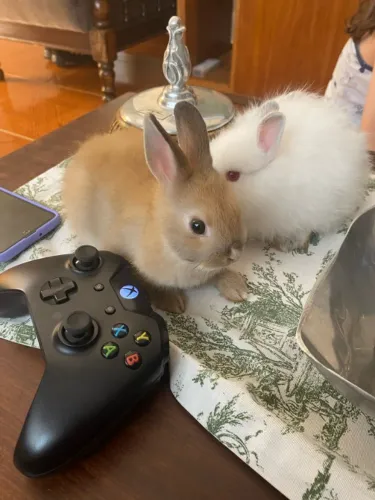 Filhotes de mini-coelho Netherland Dwarf