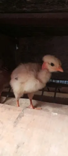 Pintinhos pescoço pelado