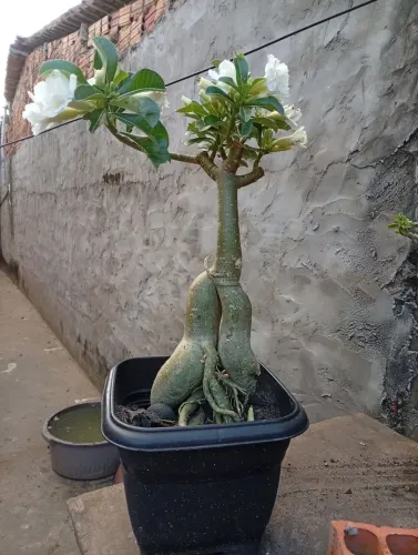 Rosas do deserto preço a parti de 30