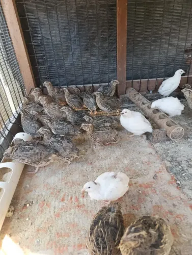 Vendo codornas