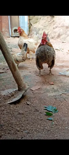 Galinha, pintinhos serama