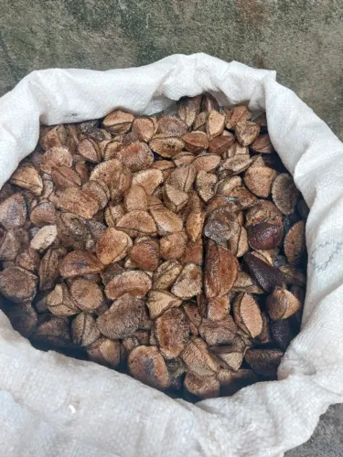 Castanha da Amazônia