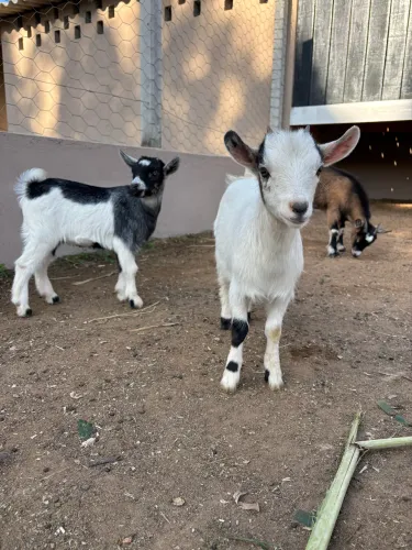 MINI CABRA 