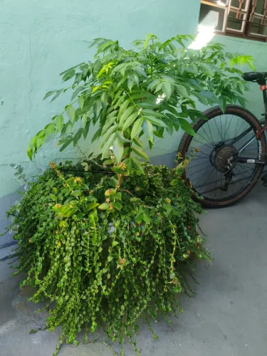 Plantas
