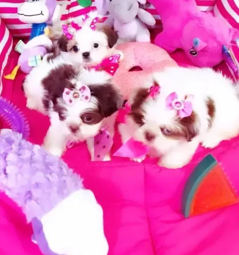 Shitzu filhotes pais de pedigree lindos menor porte para apartamento promo