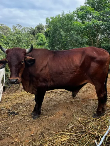 Boi mestiço 